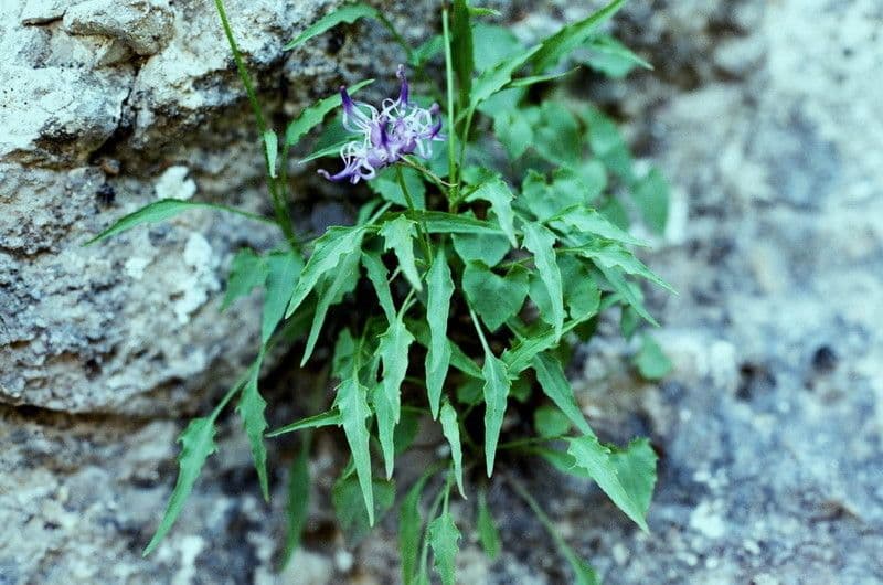 Campanula di Charmel 8