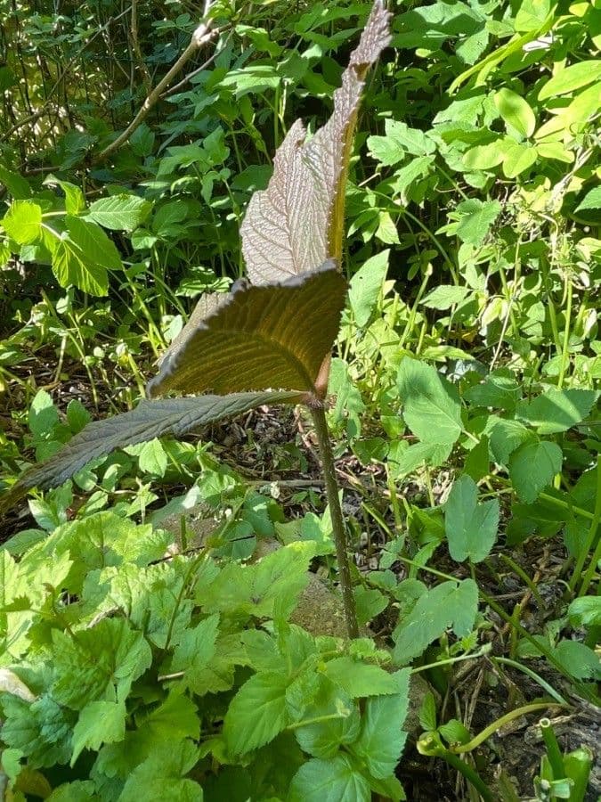 Rodgersia 19
