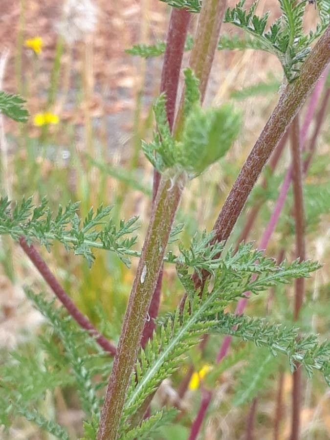 Achillée millefeuille 22