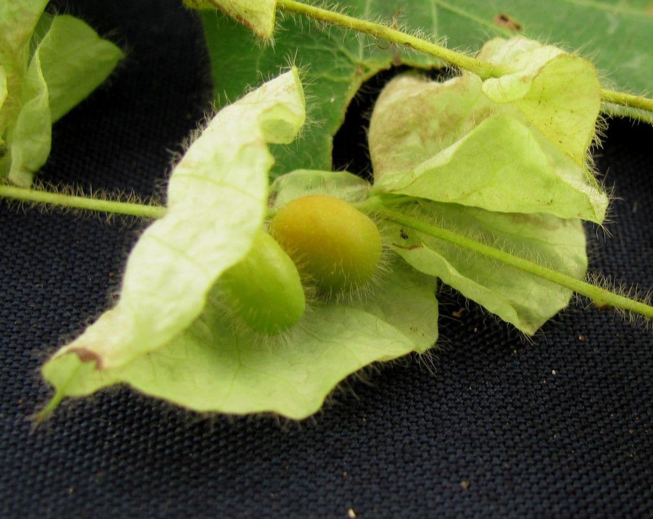 Cissampelos pareira