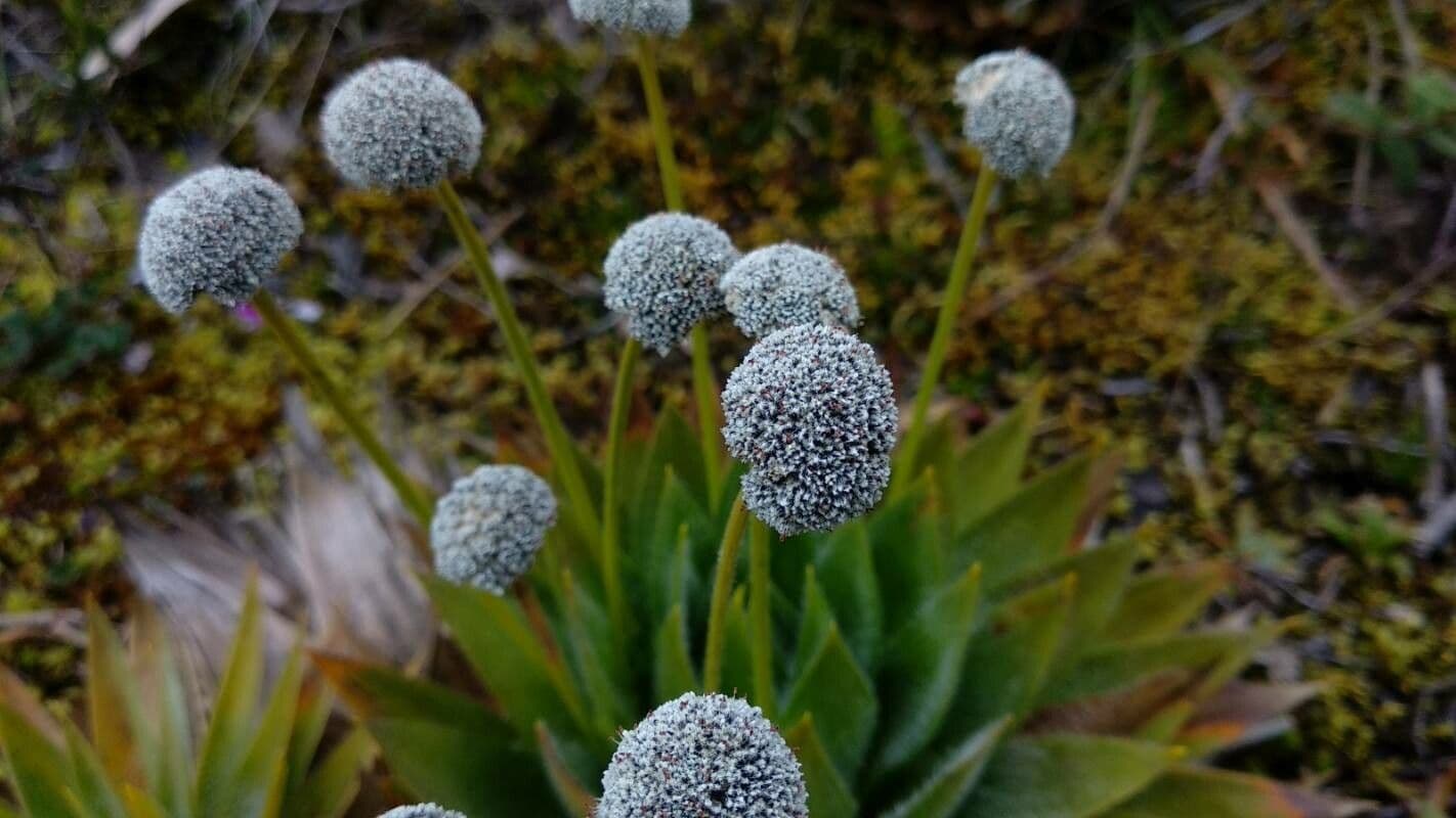Paepalanthus 2