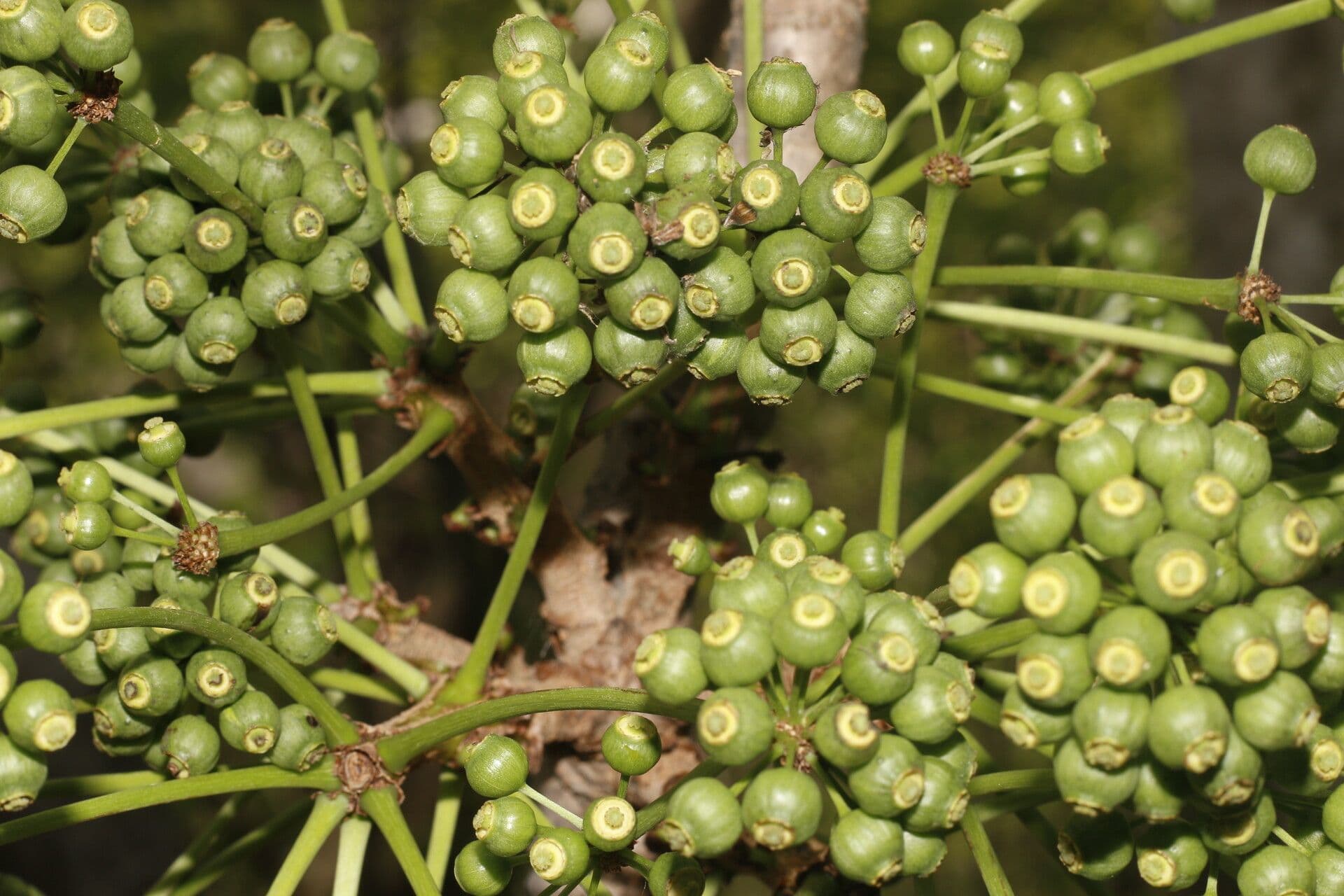 Aralia excelsa 4