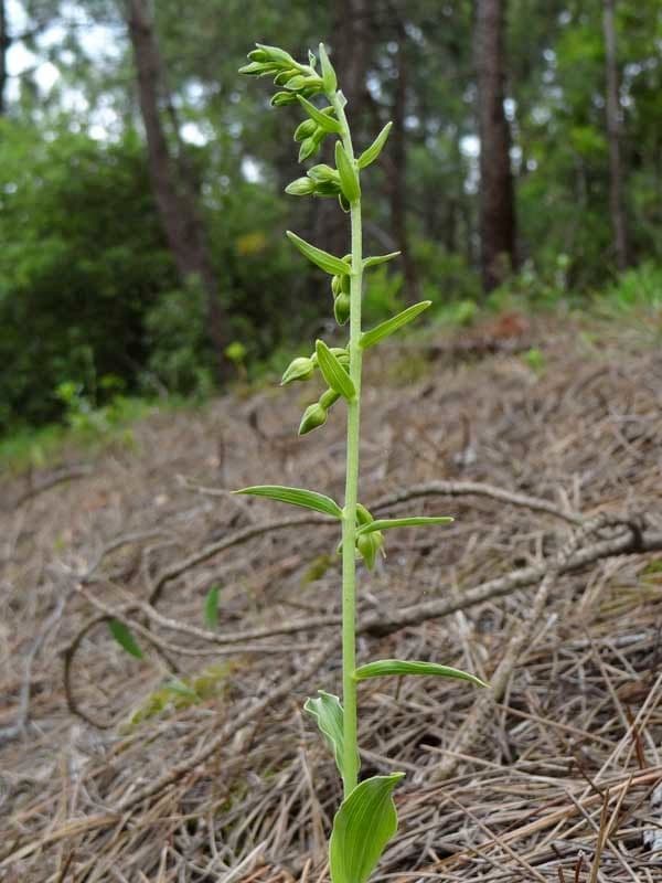 Epipactis 8