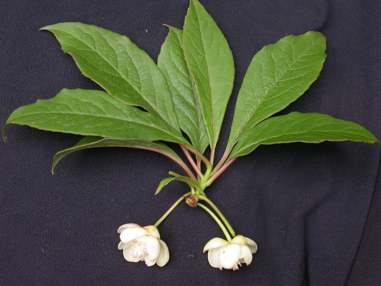 Großblütige Schusterpalme 16
