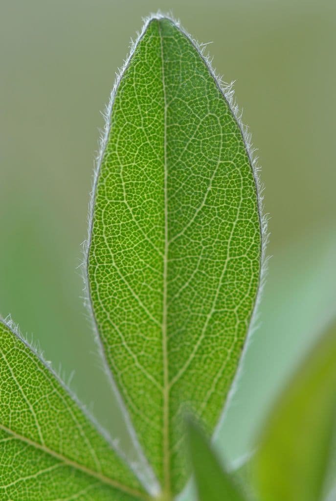 Baptisia bracteata 16