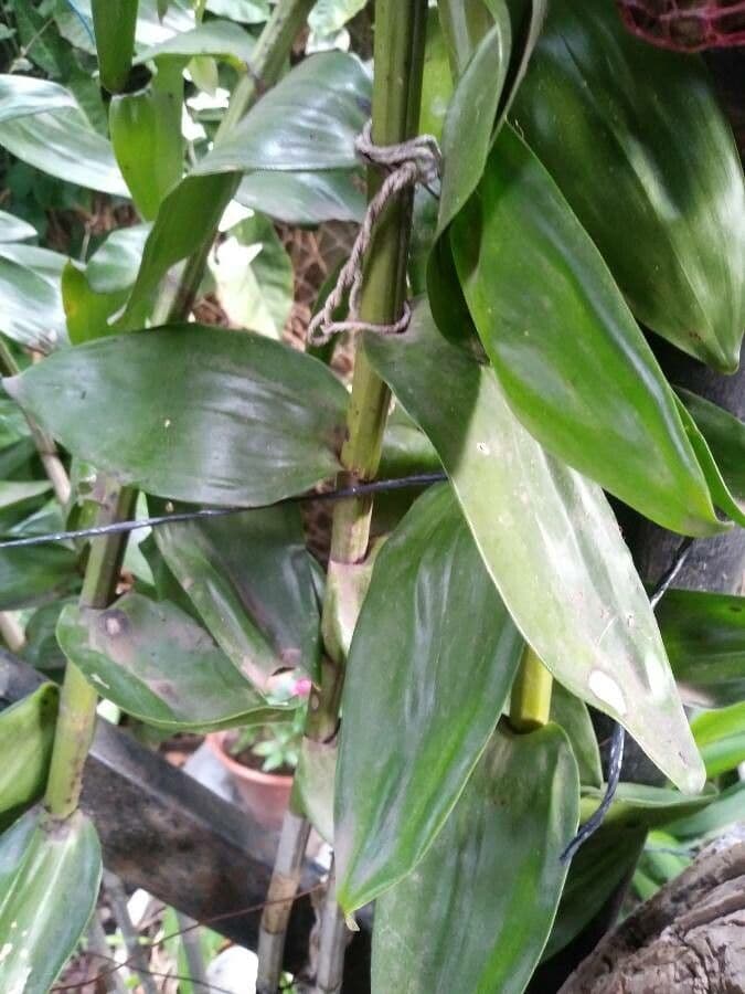 Moschus-Dendrobium 12