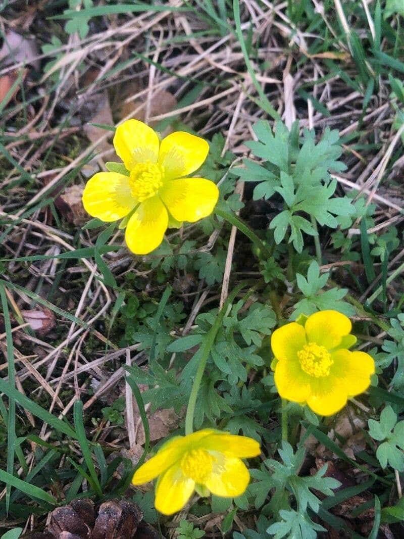 Ranunculus ollissiponensis 2