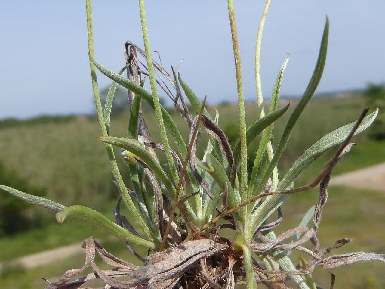 Piantaggine bianca 21