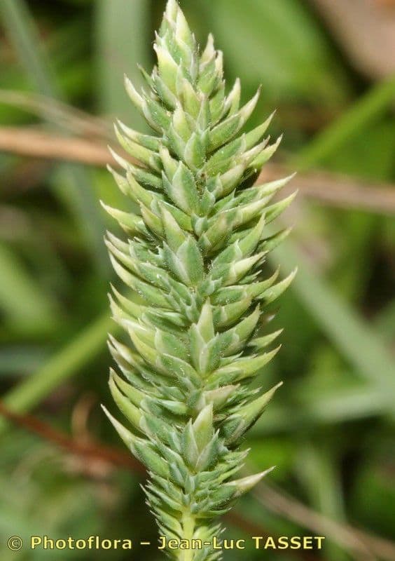 Codolina nuda 6