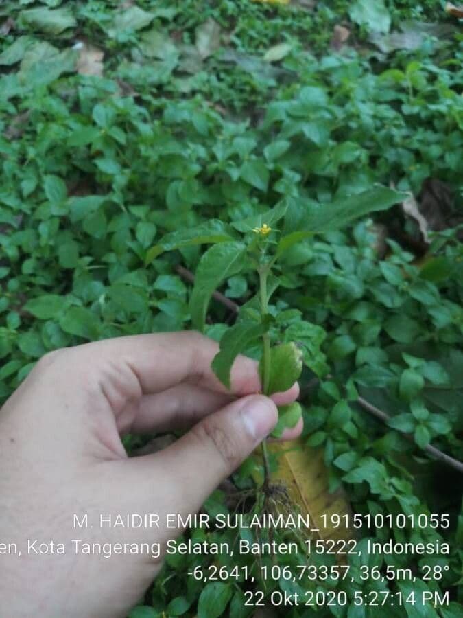 Calyptocarpus vialis 15
