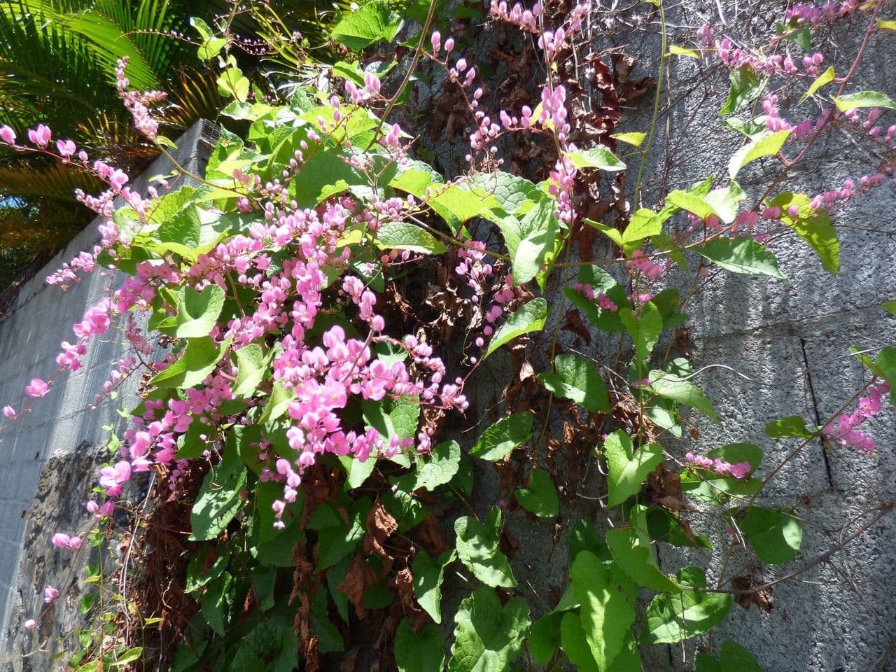 Antigonon leptopus 14