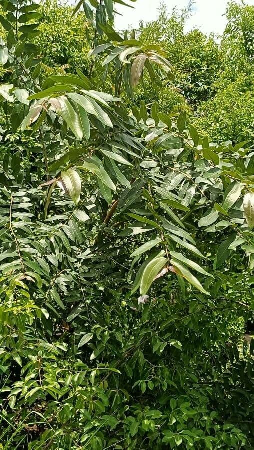 Terminalia arjuna 19
