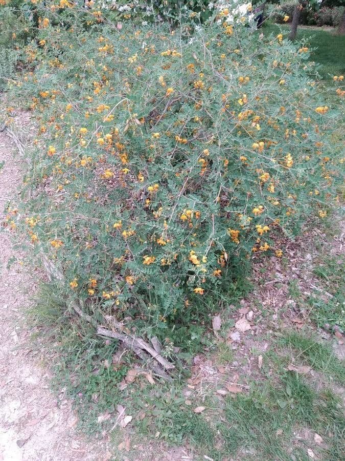 Vescicaria orientale 12