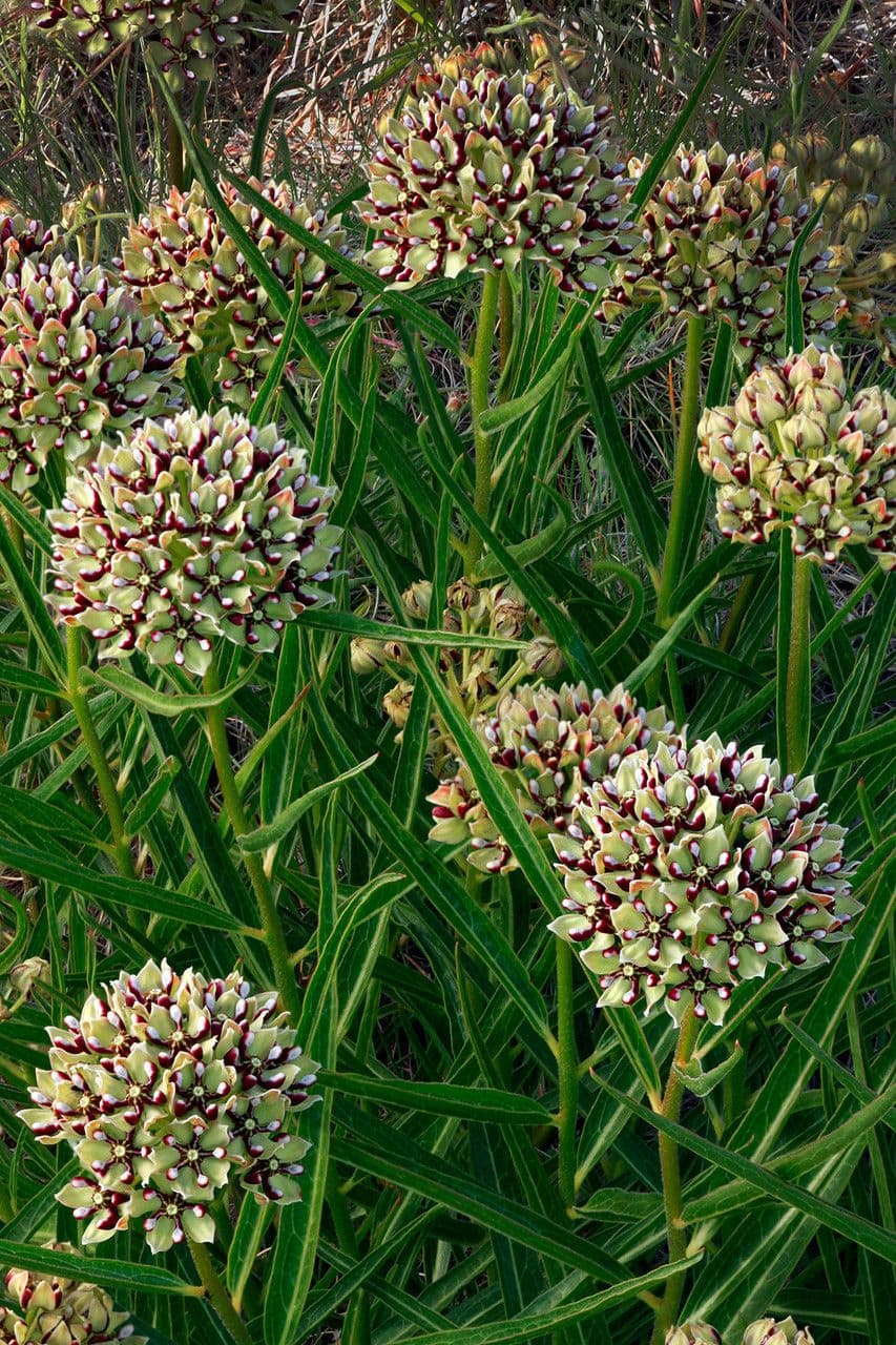 Asclepias asperula 11