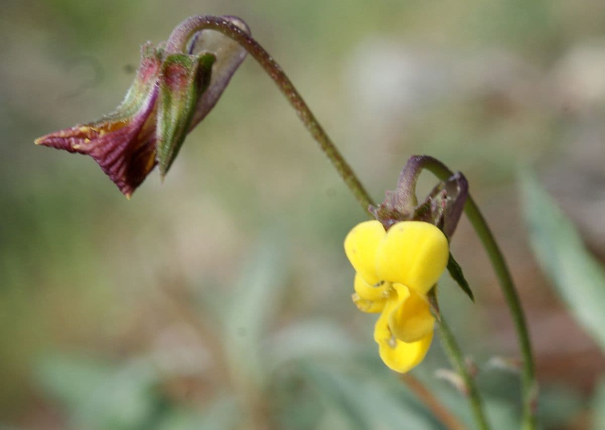 Viola 9