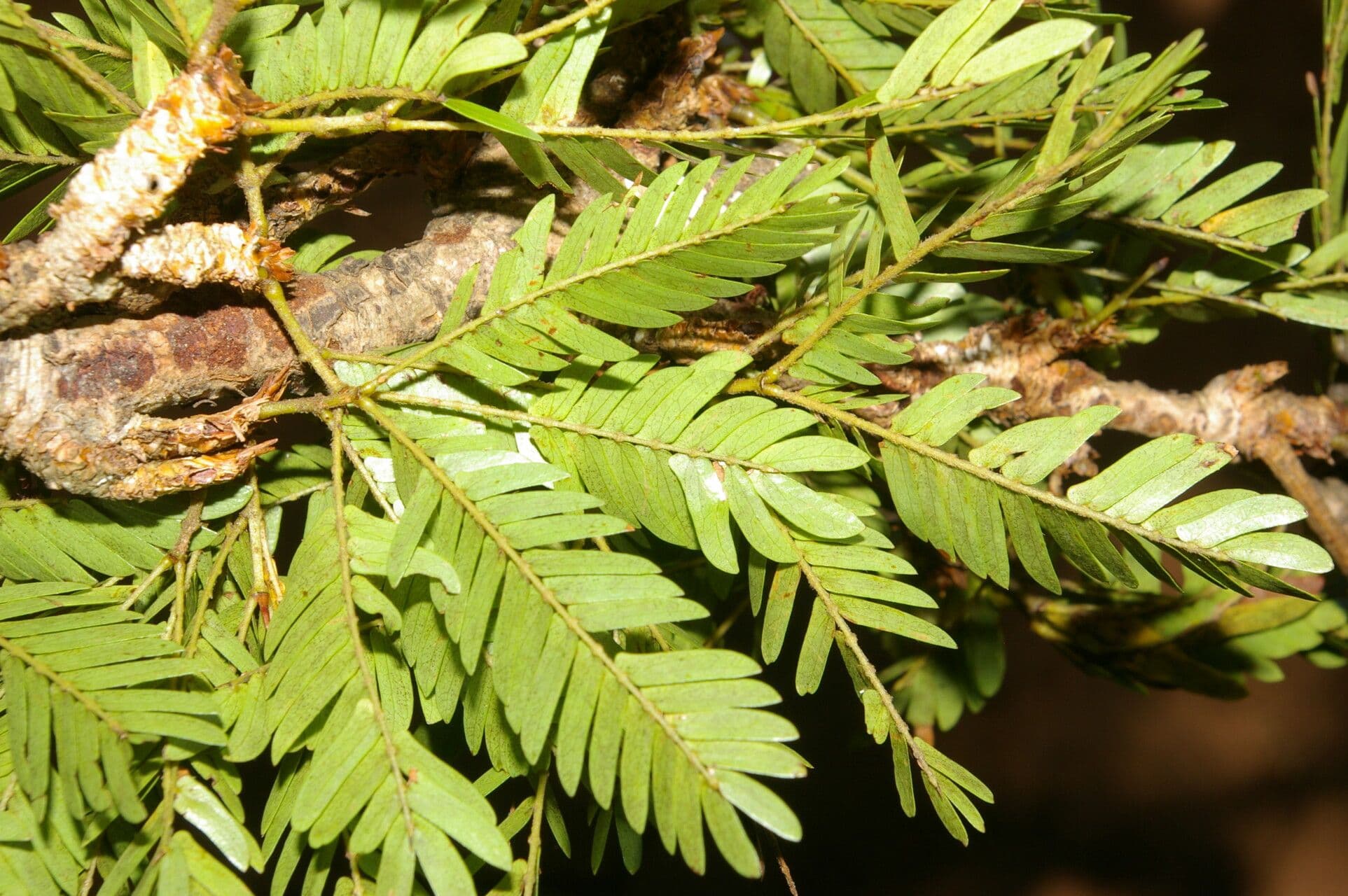 Calliandra 12