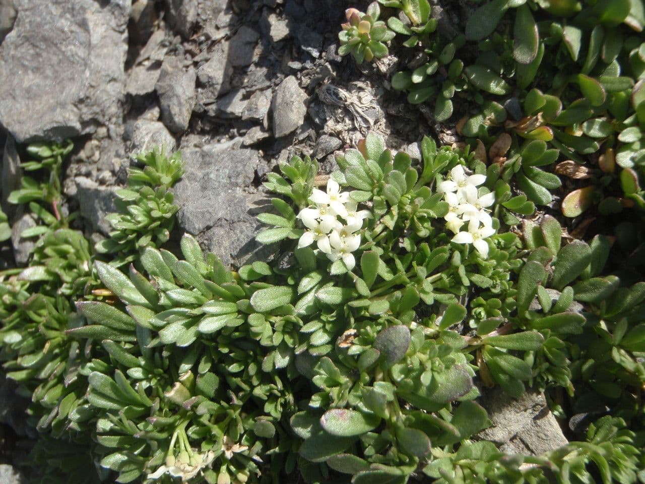 Großsamiges Galium 7