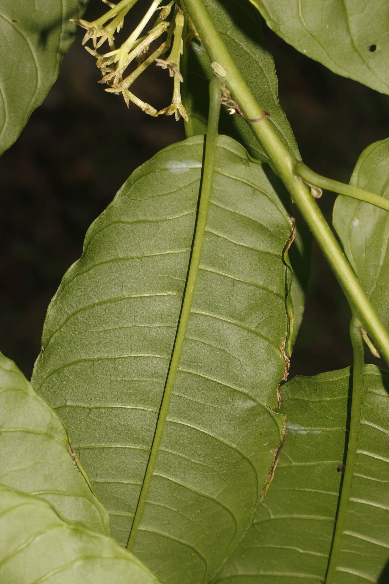 Cestrum strapcovité 18