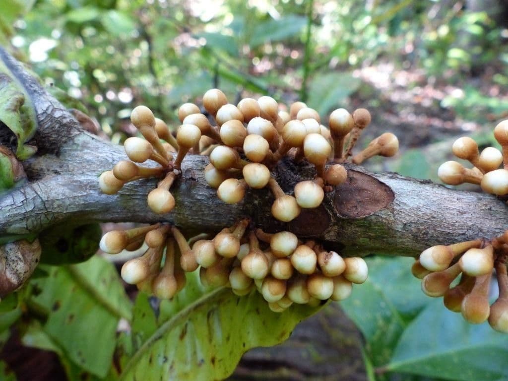 Pycnandra