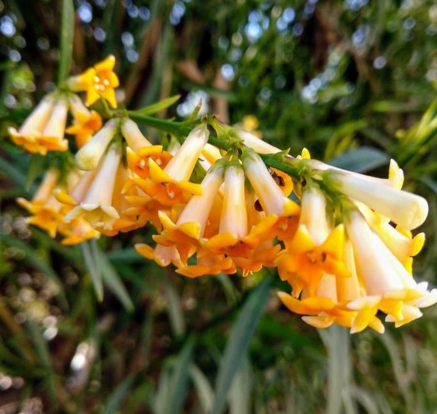 Freylinia 6