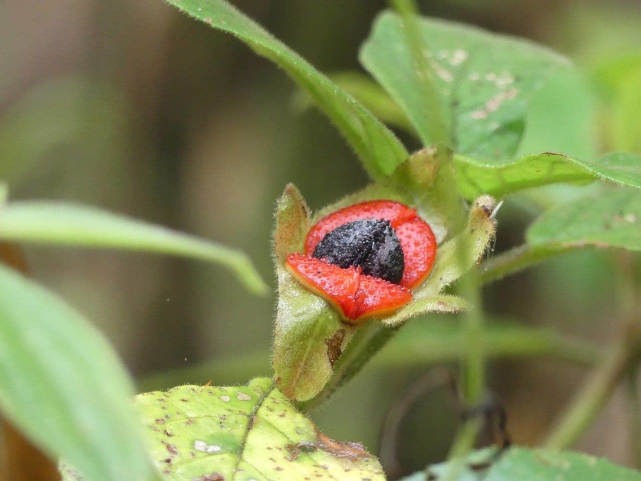 Drymonia alloplectoides 4