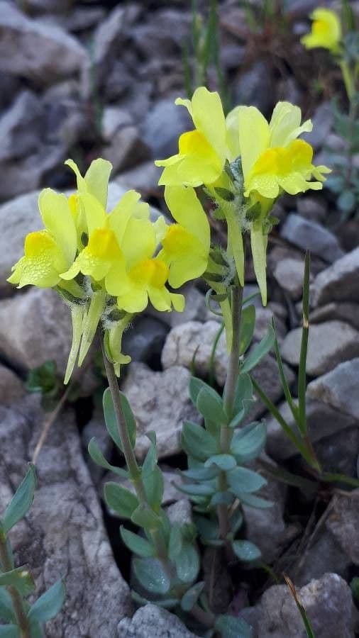 Linaria