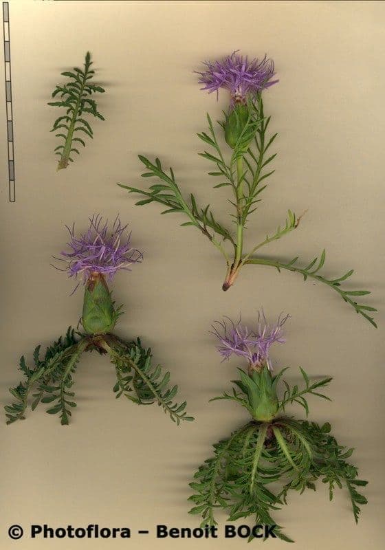 Sanftdistel 20