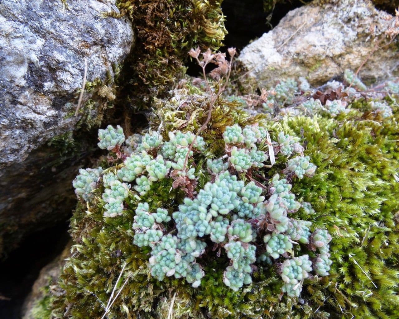 Sedum 14