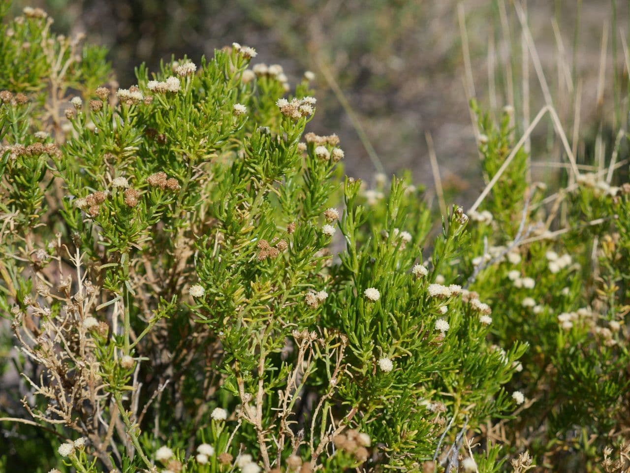 Baccharis 6