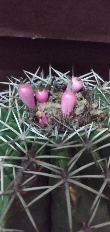 Melocactus nain 3
