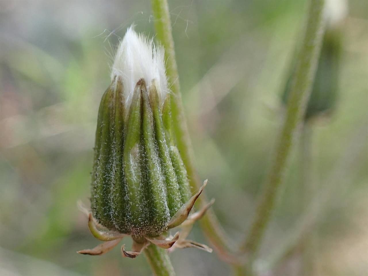 Radicchiella vescicosa