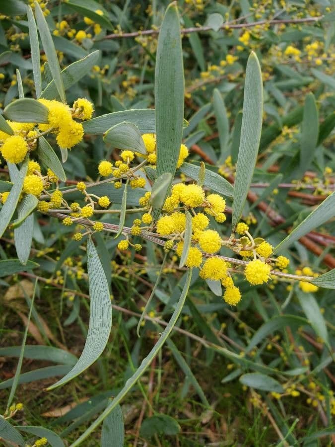 Acacia 3