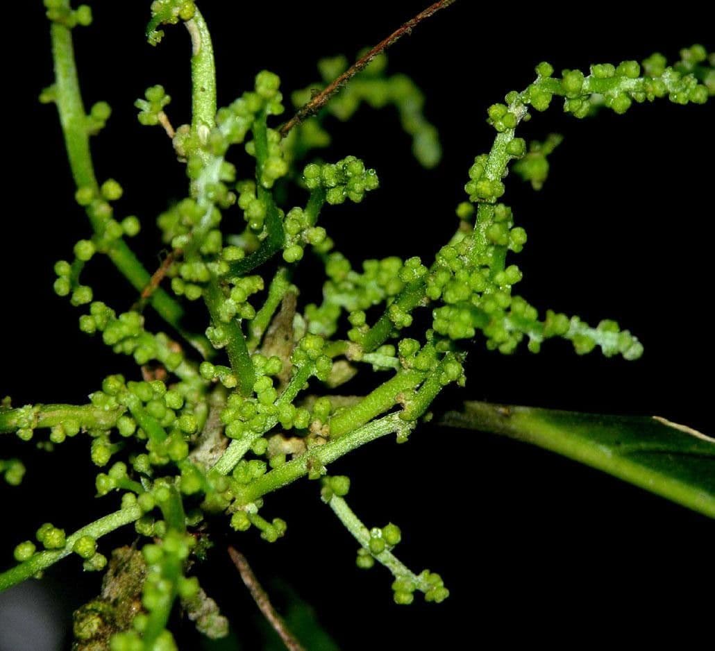 Tetrorchidium 18
