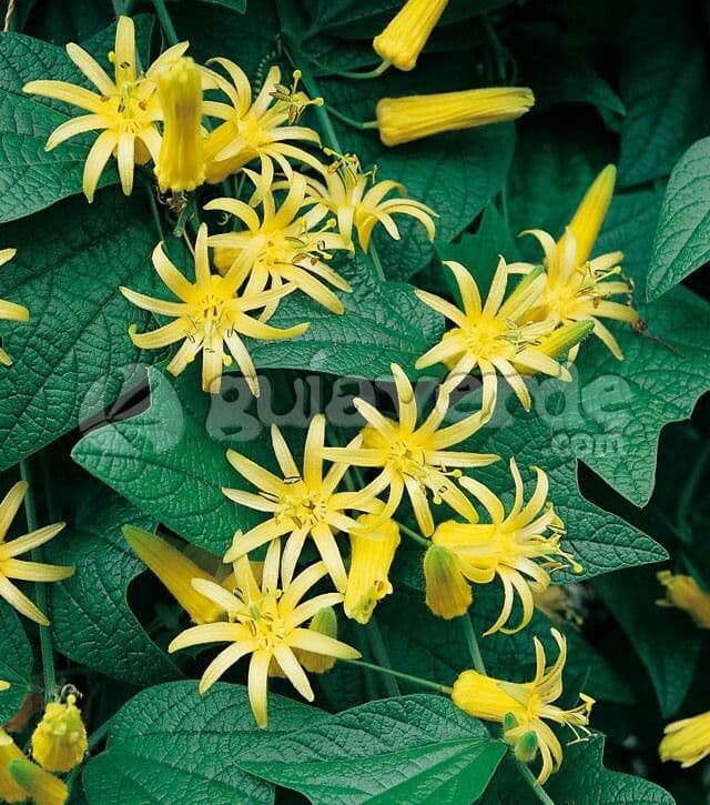 Passiflore 2