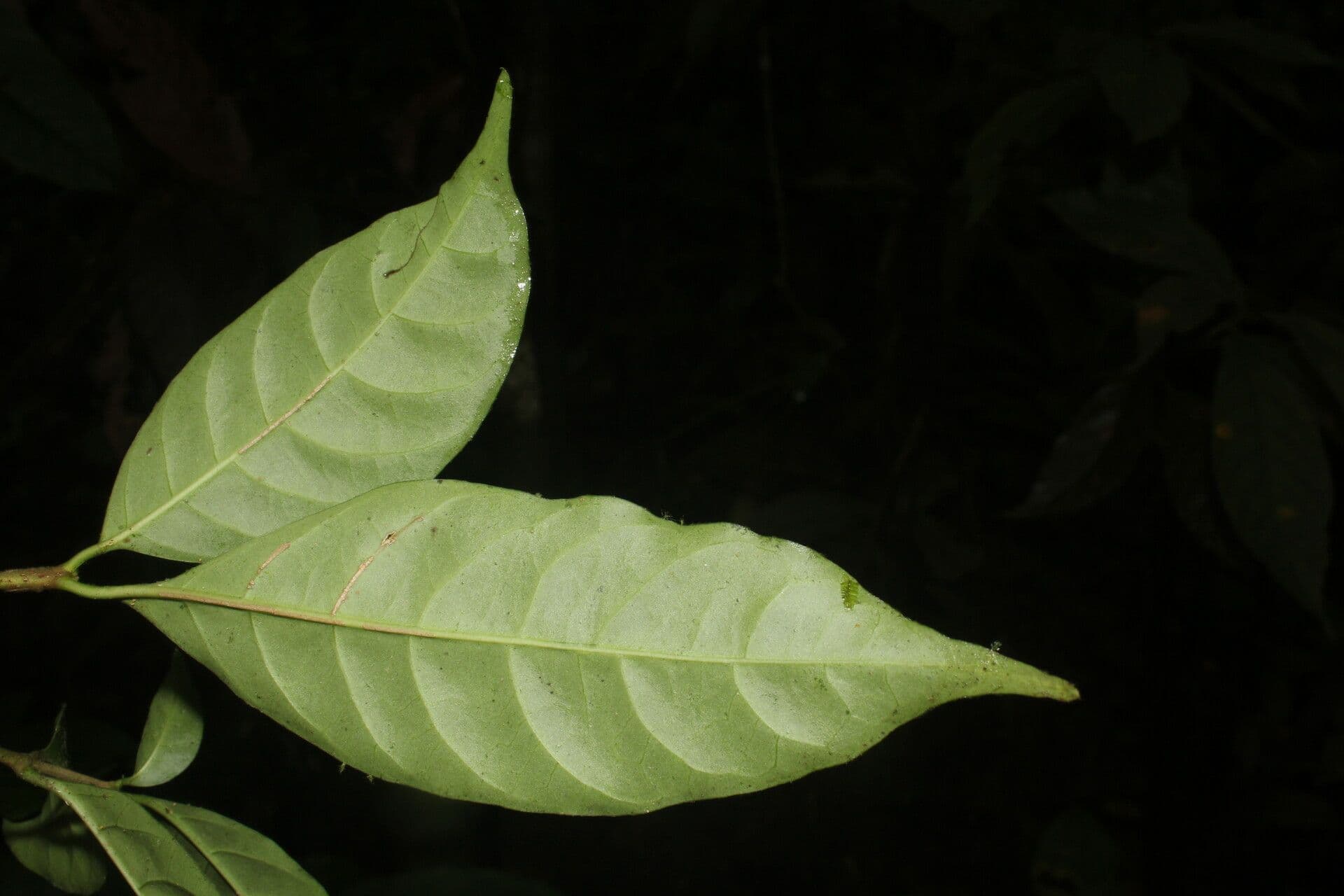 Tabernaemontana 8