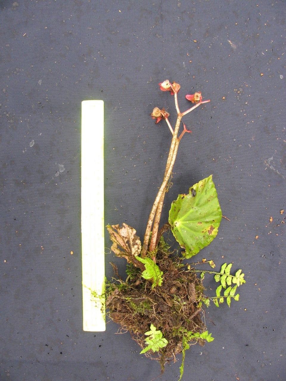 Begonia 20