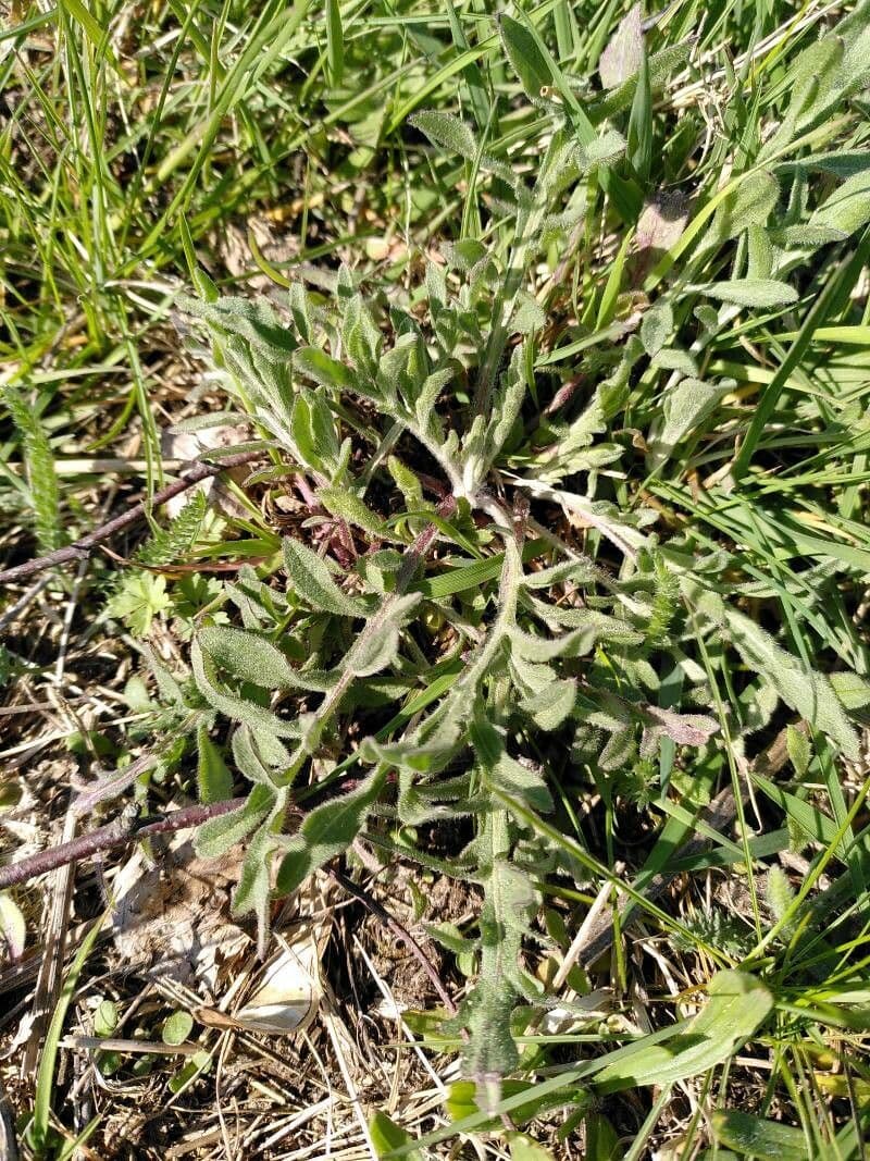 Centaurée tachetée 7