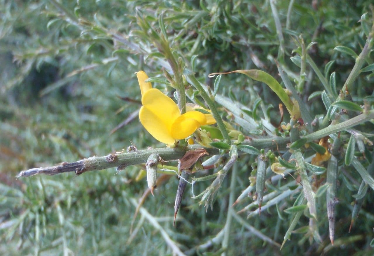 Ginestra spinosa 30