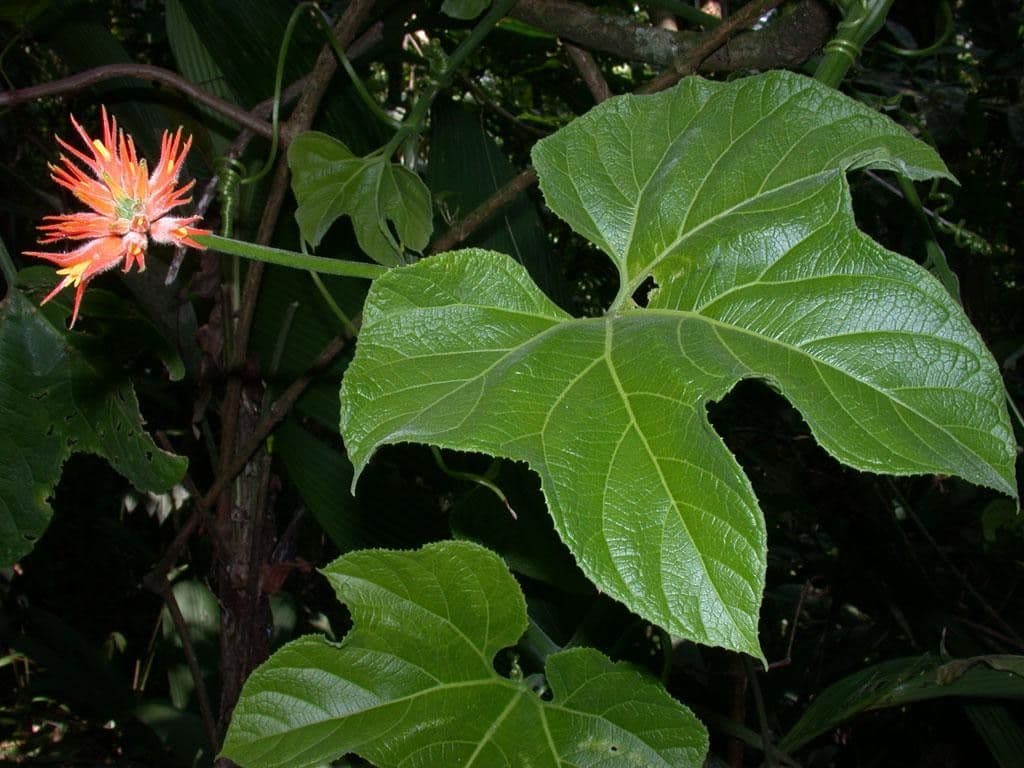 Cetriolo della giungla 19
