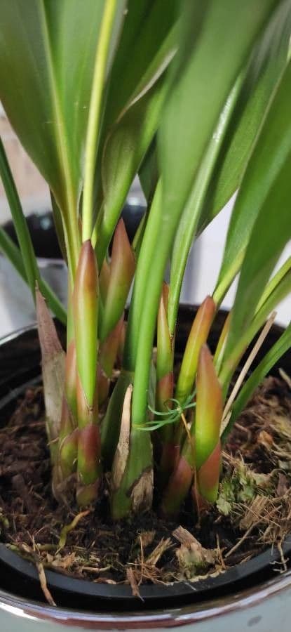 Dendrochilum 14