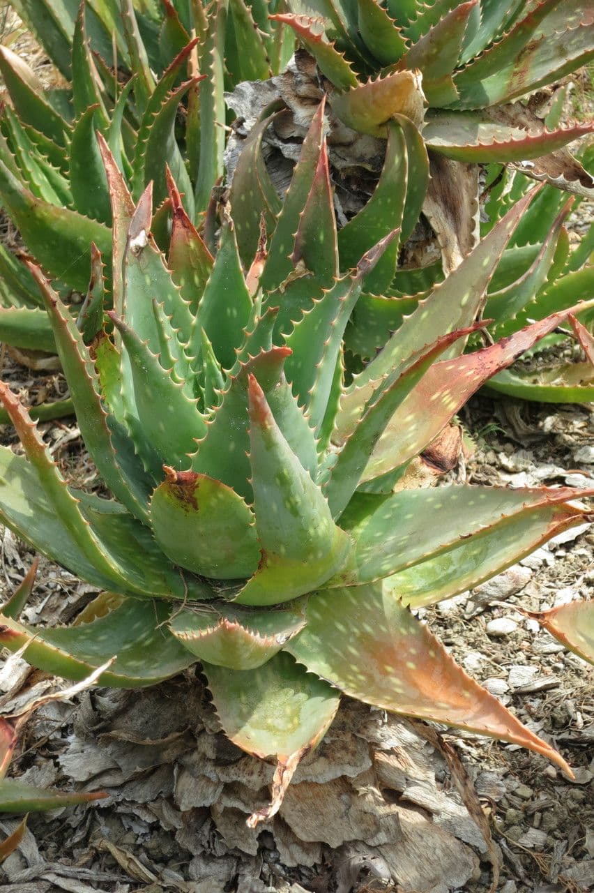 Aloe 8