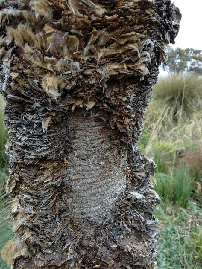 Frailejón 13