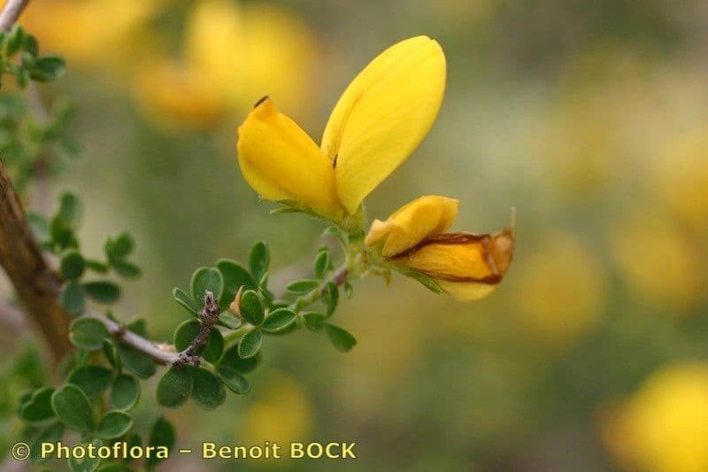 Adenocarpus 18