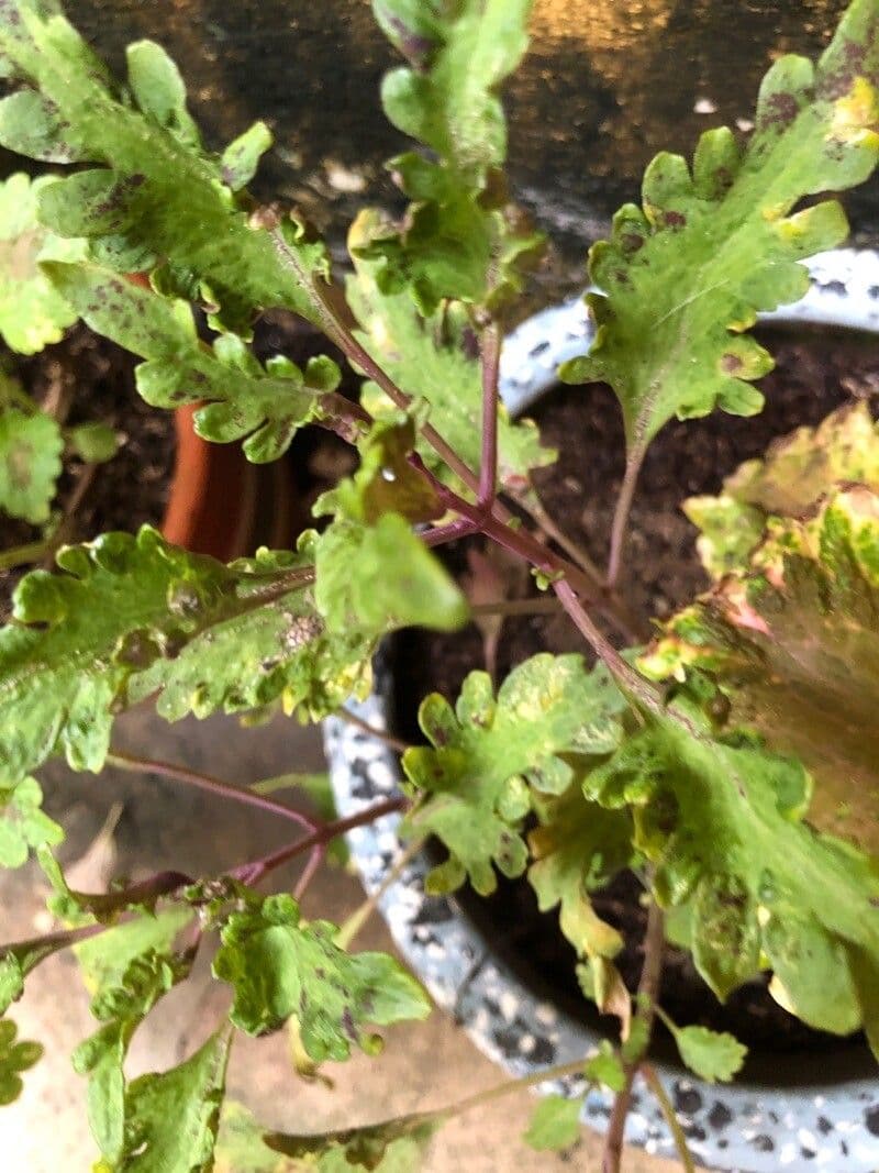 Jovellana viola 9