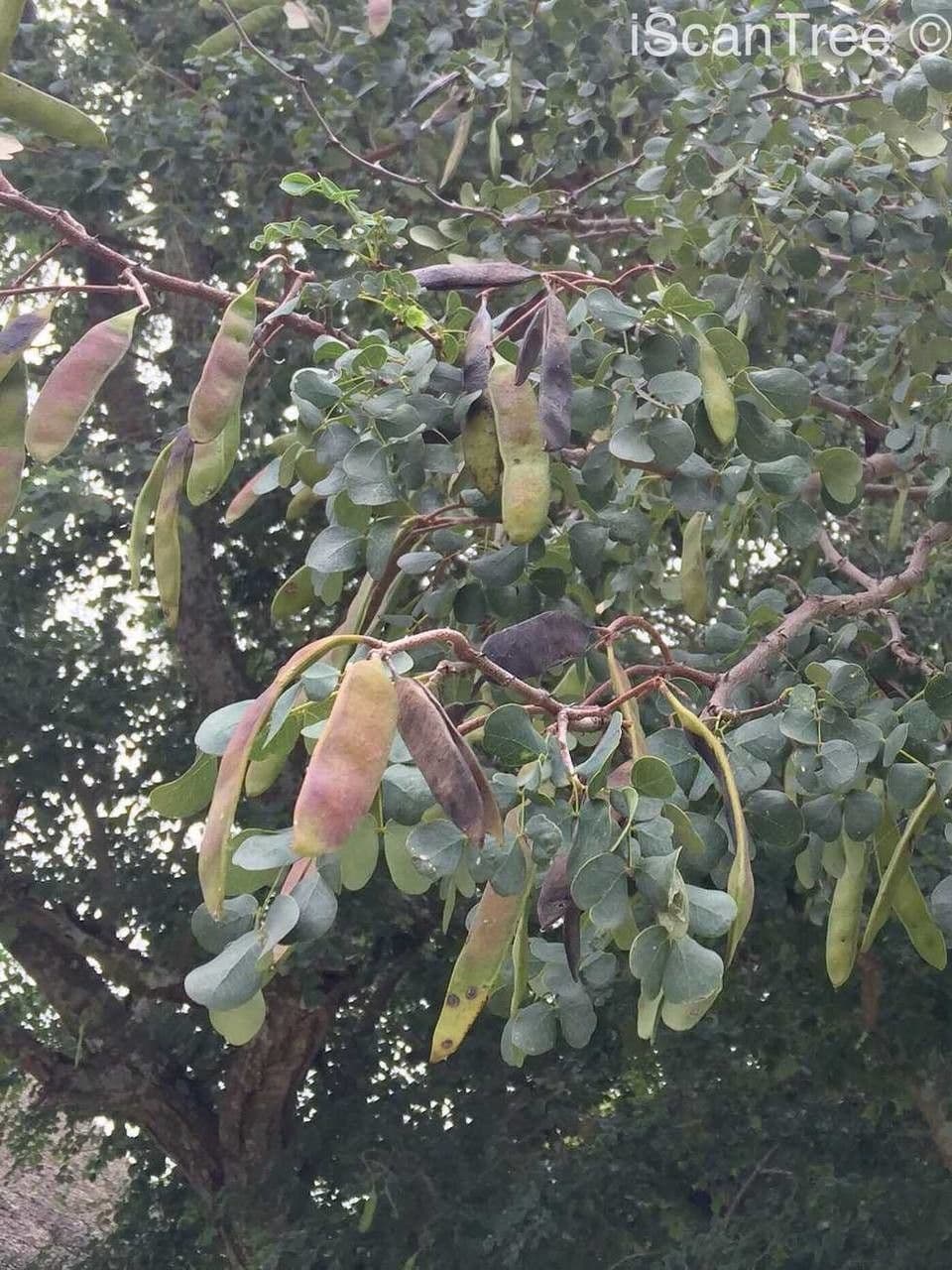 Knobthorn 2