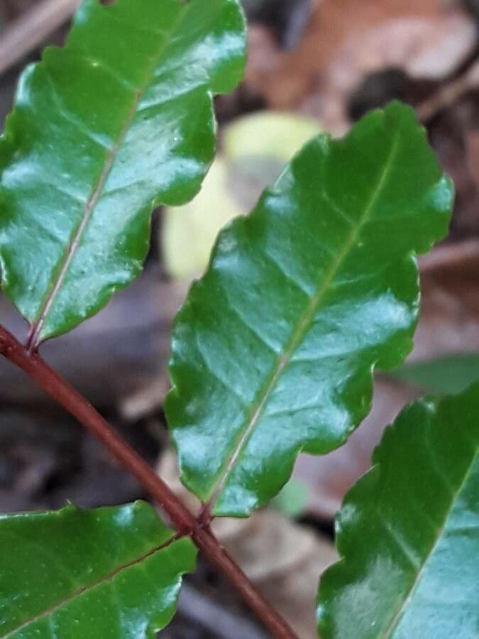 Zanthoxylum 5