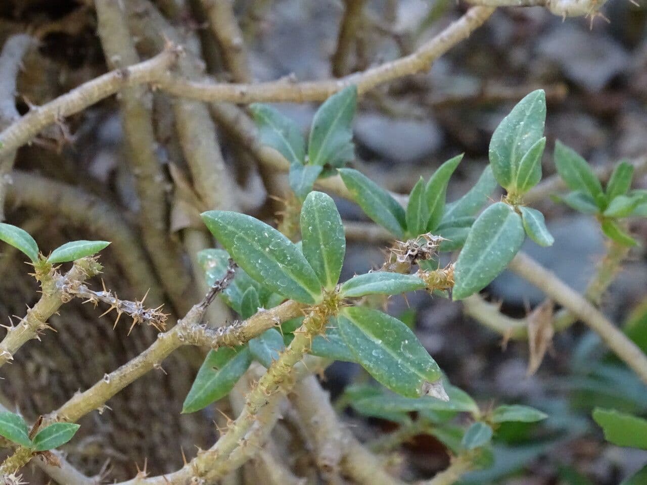 Pachypodium 2