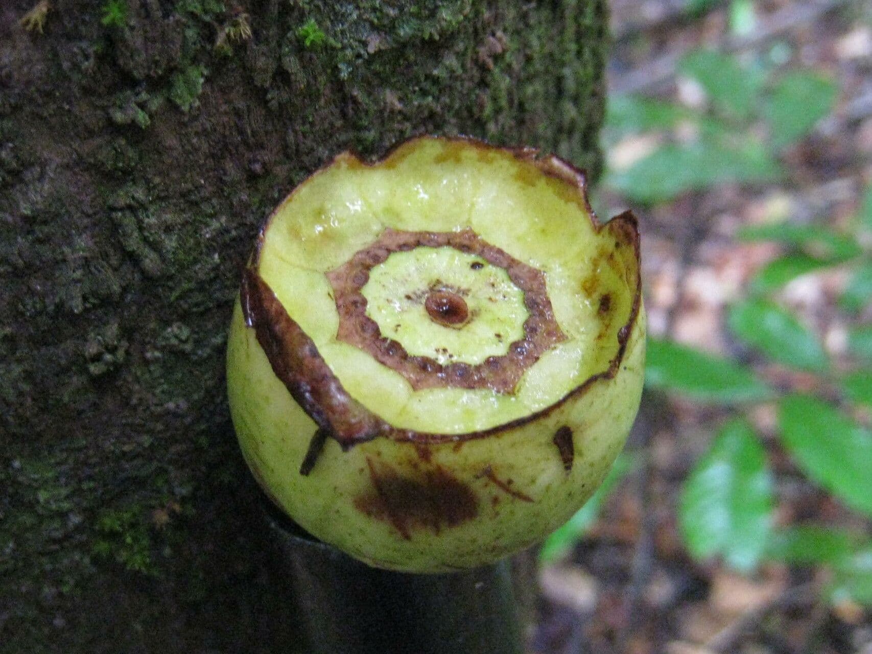 Bellucia grossularioide 2