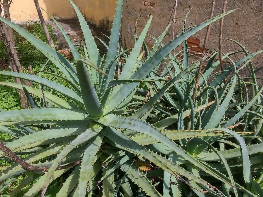 Baum-Aloe 16