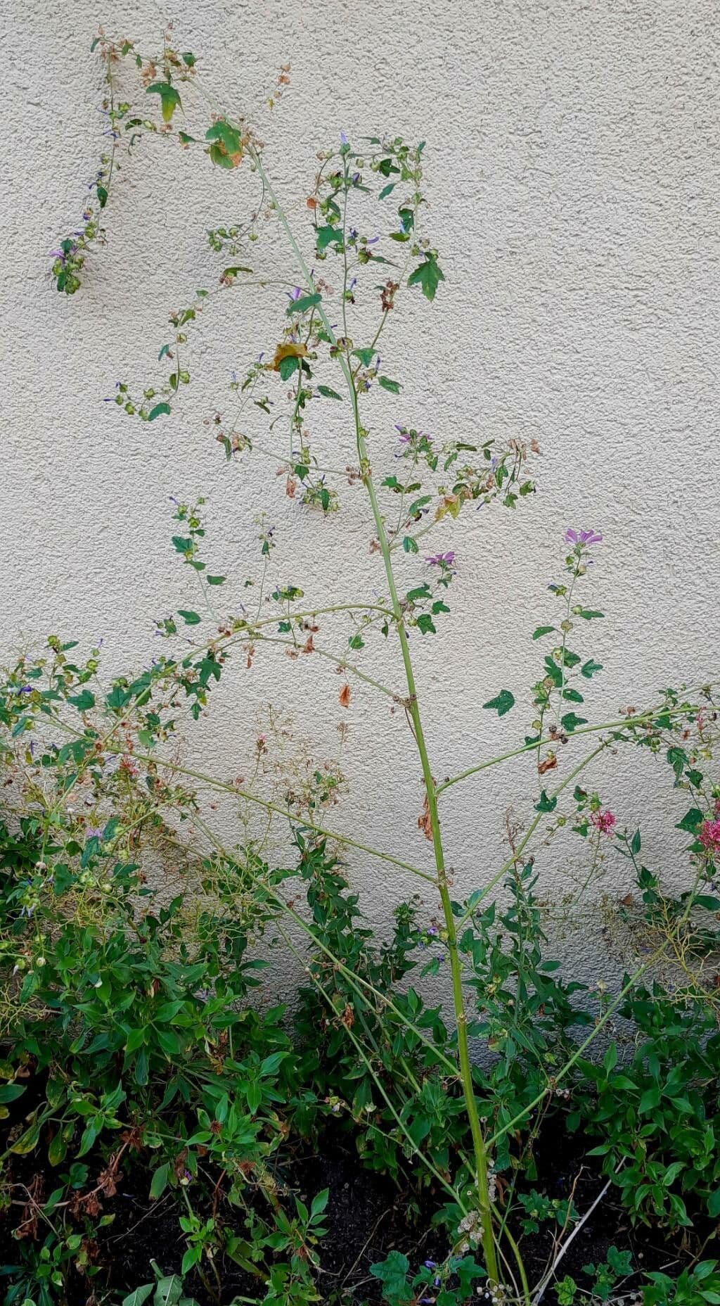 Malva multiflora 15